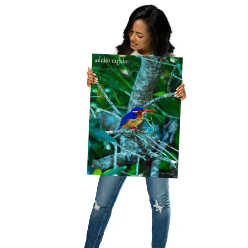Malachite Kingfisher Photo On Fiberboard Wall Art