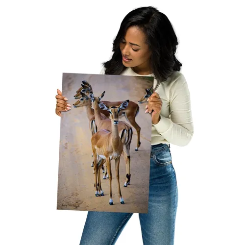 Female Impalas Photo On Fiberboard Wall Art